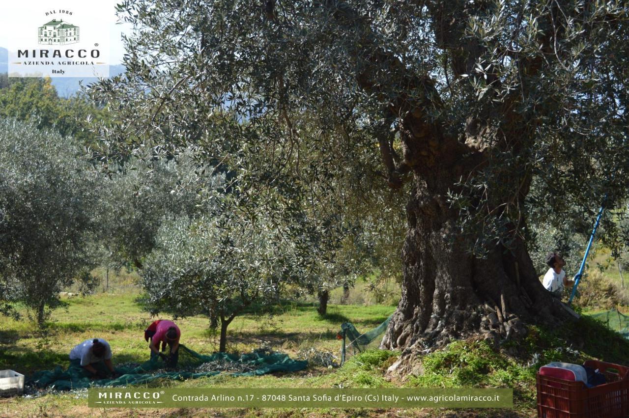 Agriturismo Miracco Atanasio Franco "Il Maniero" Santa Sofia d'Epiro Exterior foto