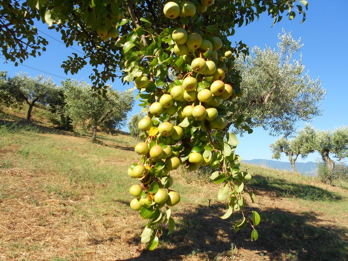 Agriturismo Miracco Atanasio Franco "Il Maniero" Santa Sofia d'Epiro Exterior foto